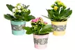 Lot de 3 plantes succulentes de Kalanchoe avec pot au choix - Second Medium