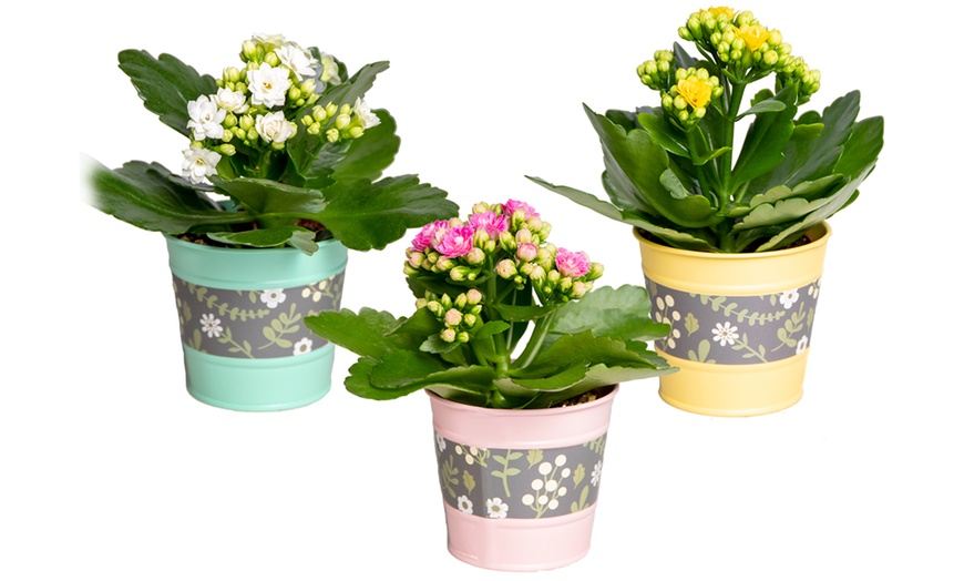 Image 2: 3x Mini-Kalanchoe-Pflanzen mit oder ohne Topf