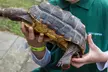 Get Up Close with Animals in a Junior Zookeeper Experience for Two at Hoo Zoo and Dinosaur World (Up to 61% Off) - Second Medium