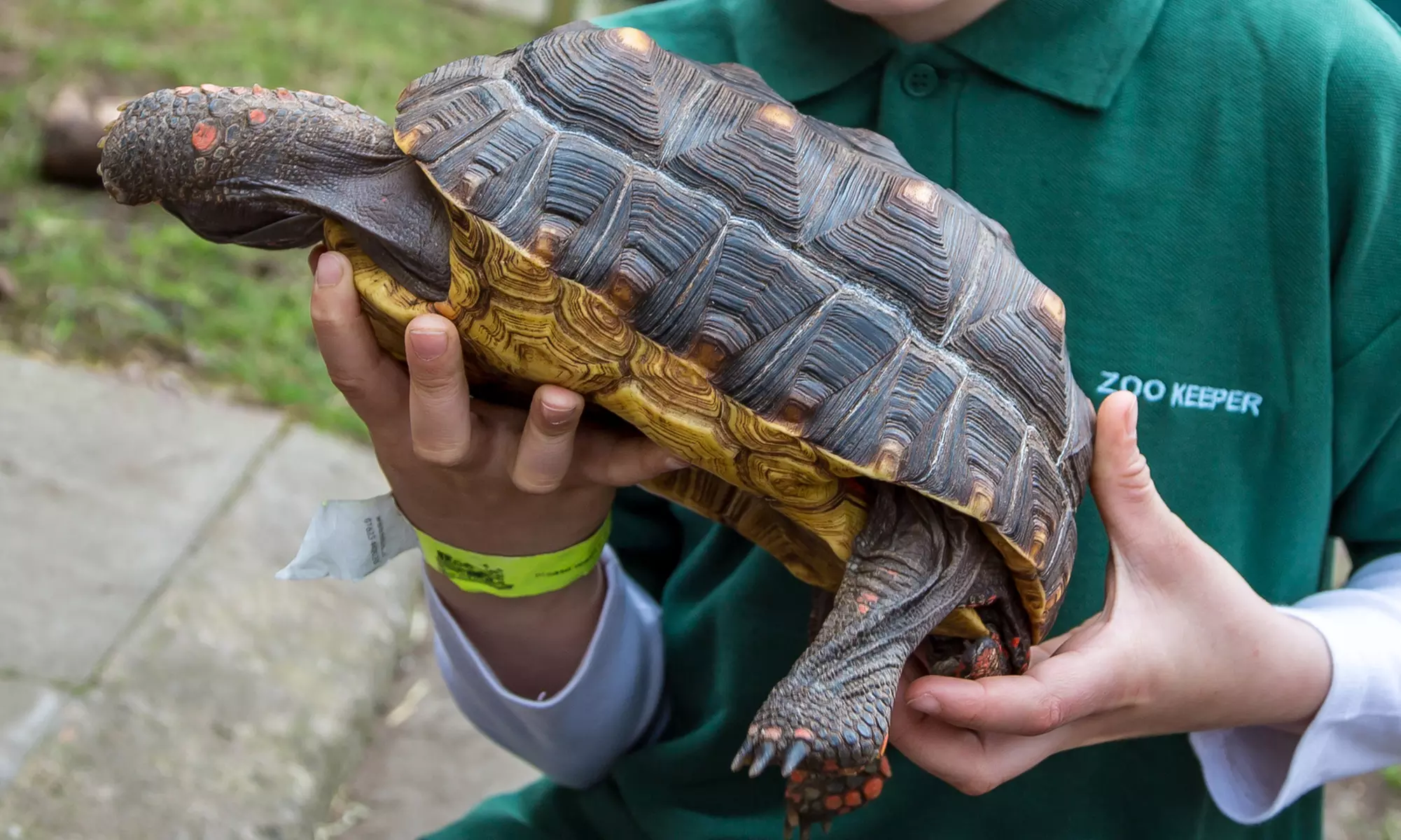 Get Up Close with Mini Animals in a Junior Zookeeper Experience for 2