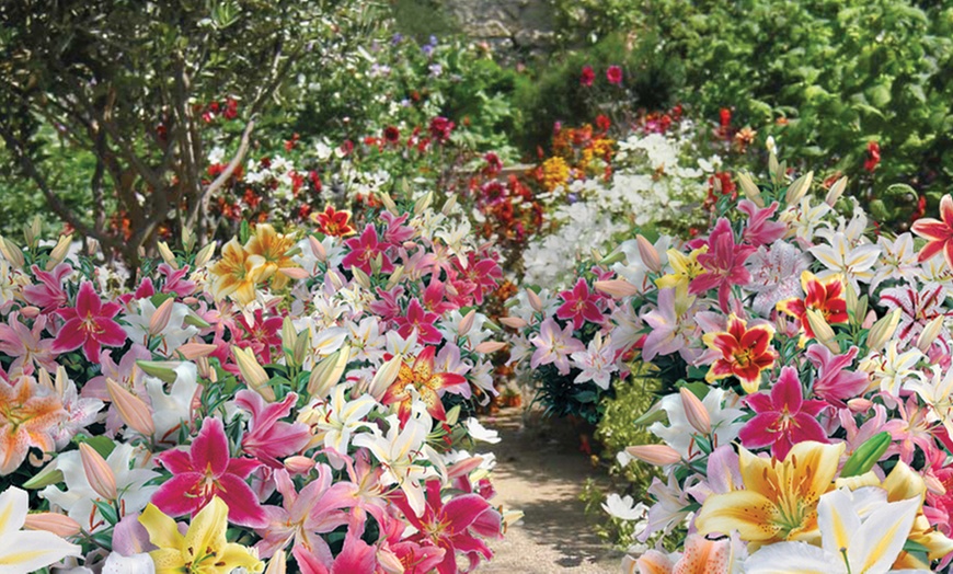 Image 4: Giant Scented Lily Oriental Mixed Collection - 24 or 48 Bulbs