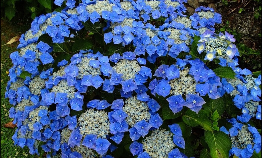 Image 5: 3 plants d'hortensia Teller Blue 25-40 cm