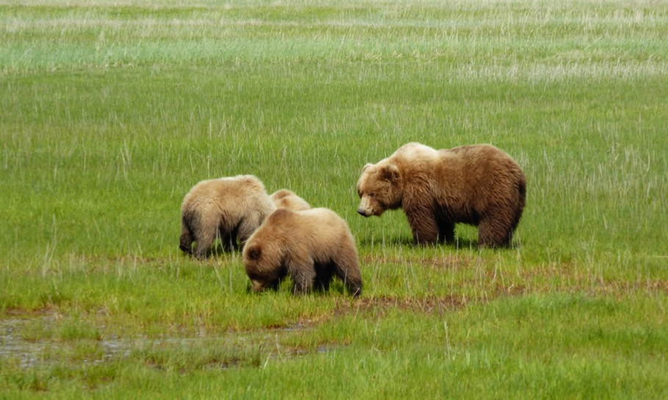 Alaska Bear Watching Guided Tour for Two at Alaskan Destinations
