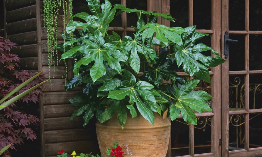 Image 1: Fatsia Japonica Castor Oil Plant