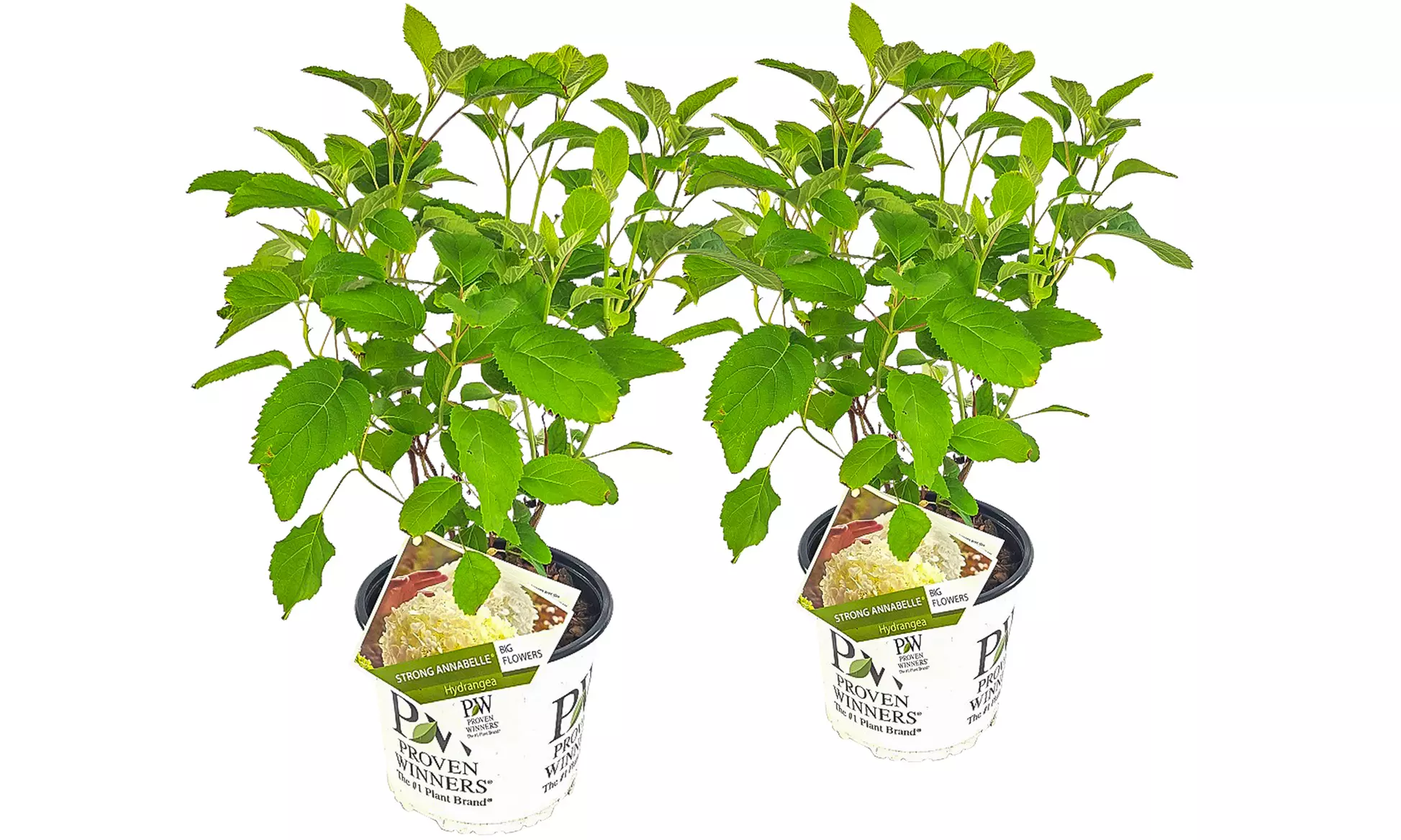 Hortensia  'Strong Annabelle'