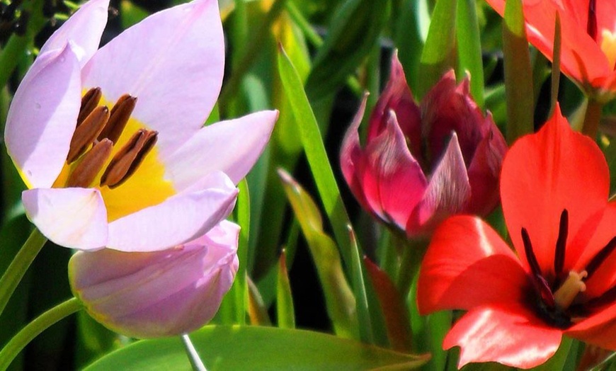 Image 2: 50 or 100 Bulbs of Mixed Tulip Spring Ground Cover