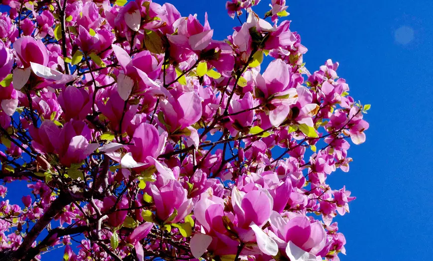 Image 8: Set van 3 of 6 Magnolia planten