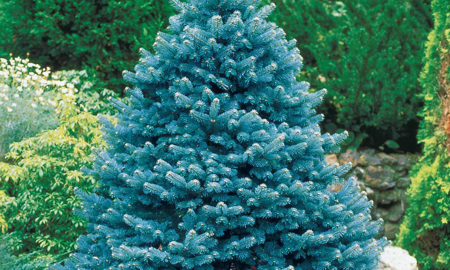 Lot de 6 sapins bleus, sélection Willemse, 30-40 cm à la livraison - Primary Image