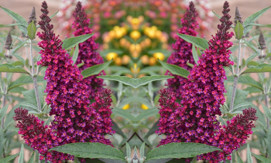 Image 1: One, Three or Six Buddleja Buzz Wine Plants