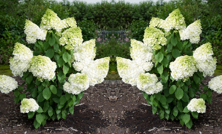 Image 2: Hydrangea Magical Moonlight 9cm Pot - One or Two Plants