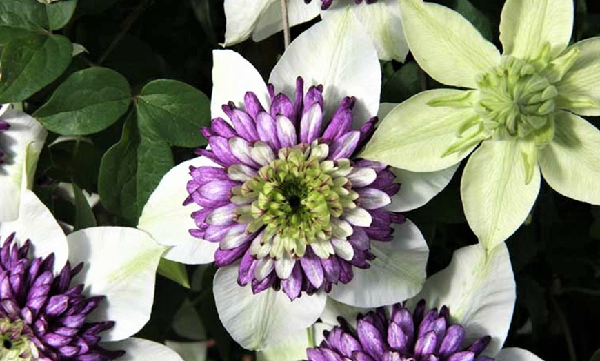 Image 2: Plant: Clematis Viennetta