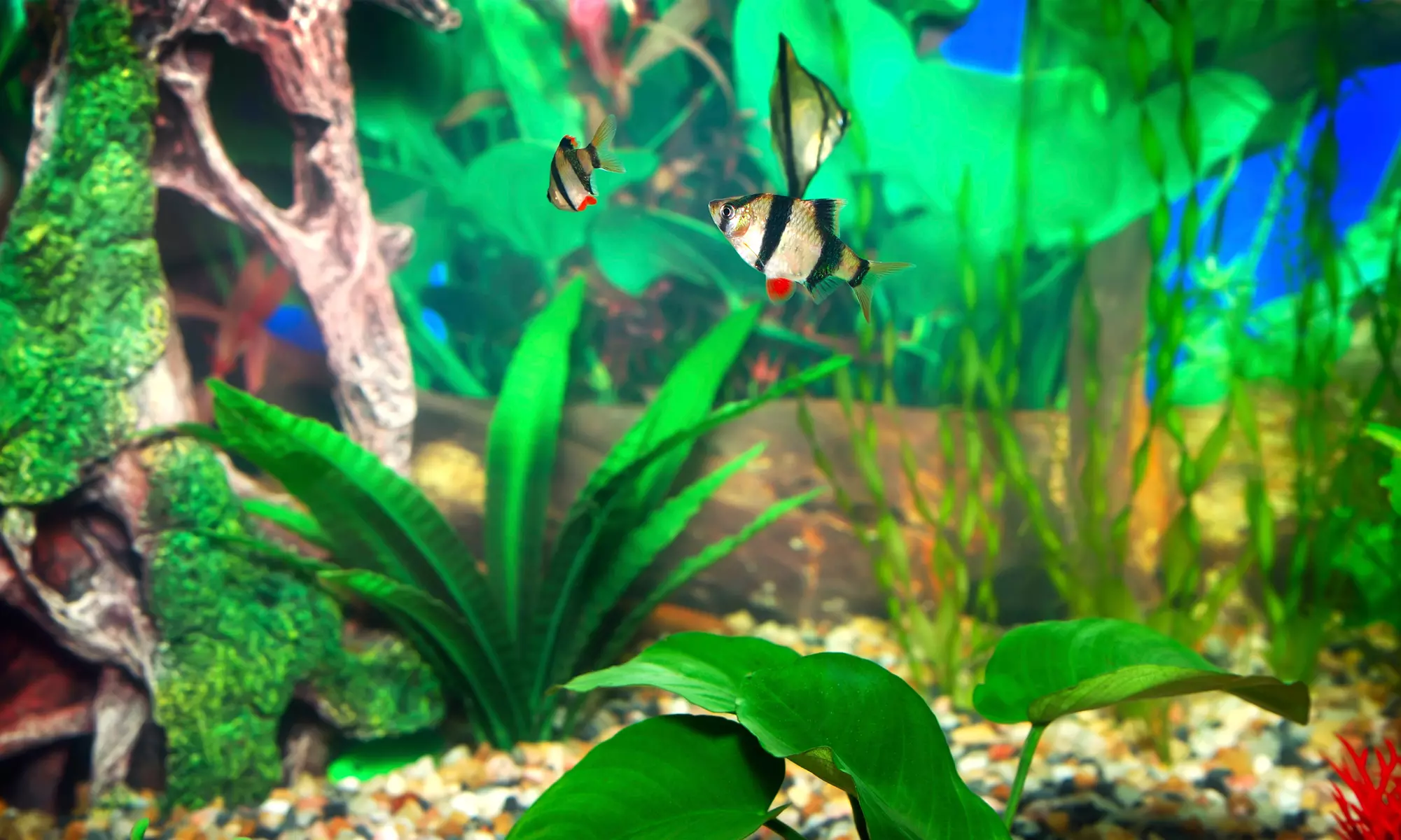 Up to 51% Off Freshwater Tank Cleaning at Alspaugh Aquatics - Primary Image