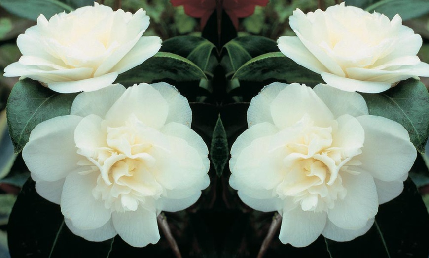 Image 7: Camellia Tricolour Plants 