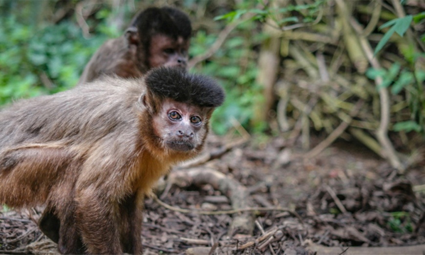 Image 2: Tageskarte Tierpark Leintalzoo