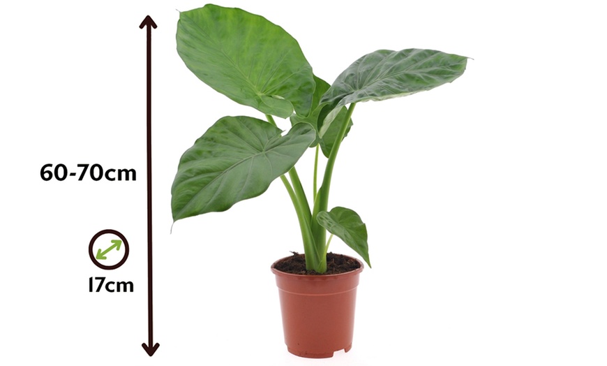 Image 7: 1 o 2 piante di Orecchio d'Elefante Alocasia Macrorrhiza Rootz