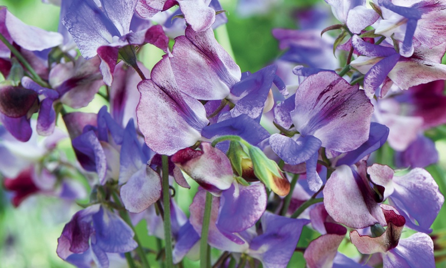 Image 1: Sweet Pea Three Times As Sweet Plugs