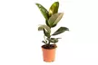 Ficus elastica - Second Medium