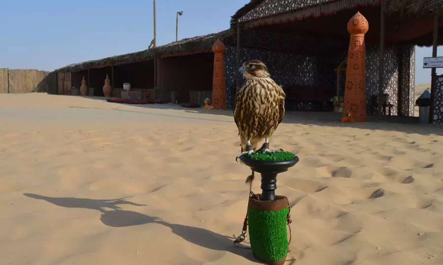 Half-Day Desert Safari Experiences with Dune Dinner, Pickup & More