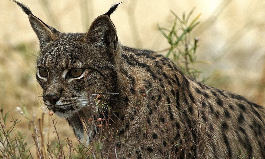 Image 1: Visita al Parque Nacional Doñana