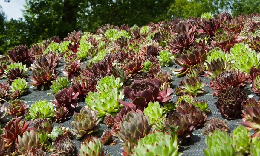 Image 12: Set de plantes Sempervivum