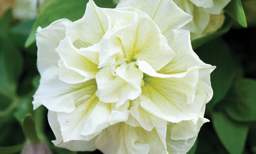 Image 5: Scented Petunia Frills and Spills, 5, 10 or 20 Plants