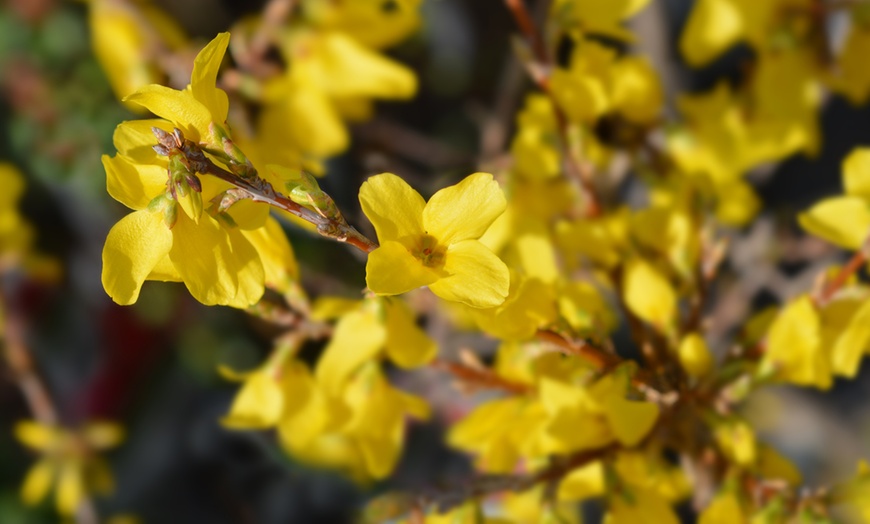 Image 3: Scented Dwarf Forsythia 'Mini Gold' - 1, 3 or 5 plants