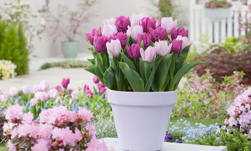 Image 3: Lot de 40 bulbes de tulipes exclusives