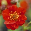 Image 3: Three Geum Mrs J. Bradshaw Plants 9cm Pot