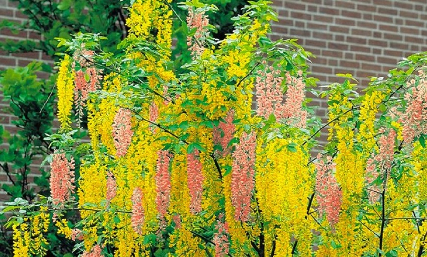 Image 3: Adam's Laburnum Young Tree