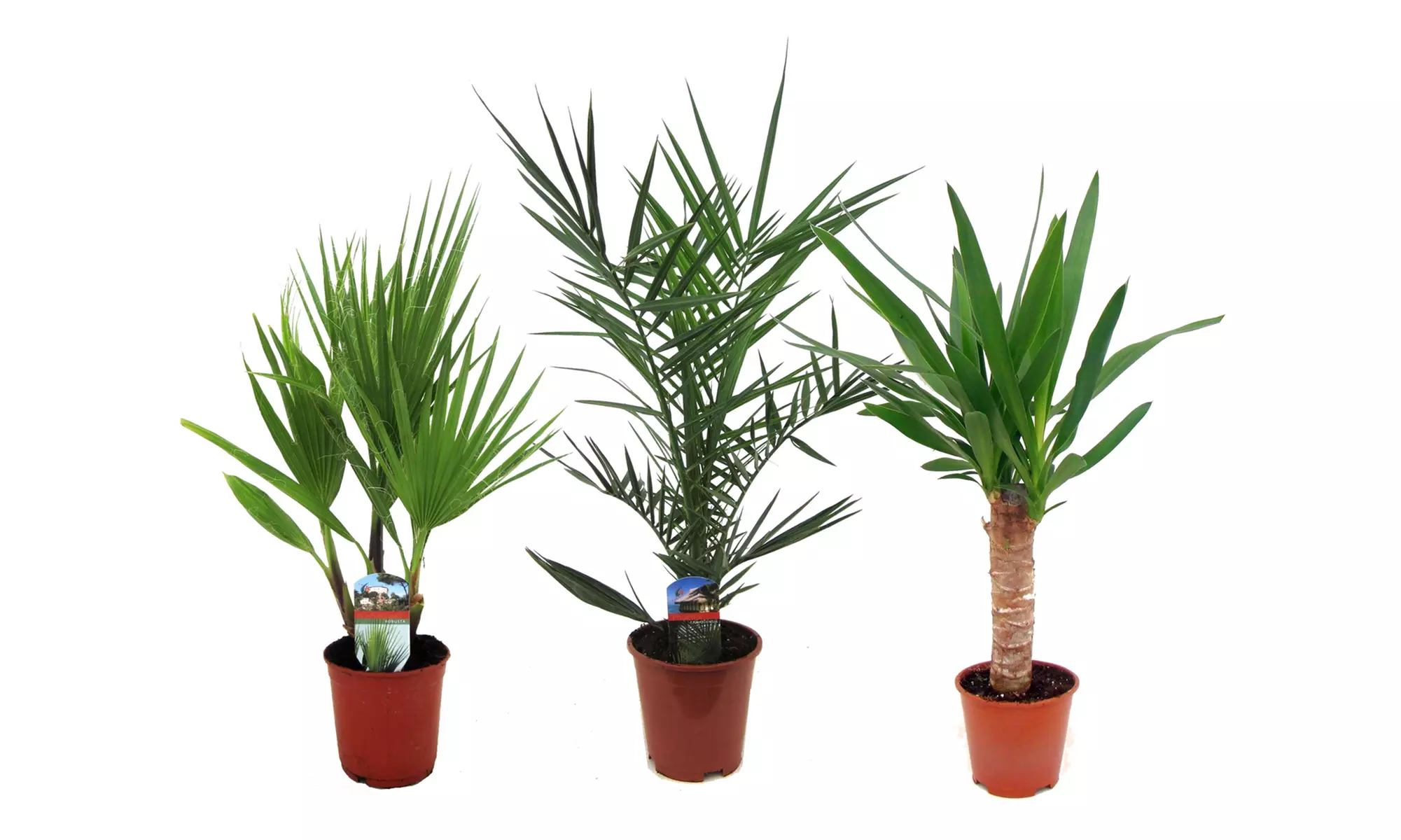 Lot de 3 ou 6 palmiers d'intérieur