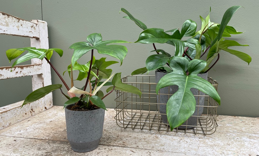 Image 4: Philodendron Florida Green