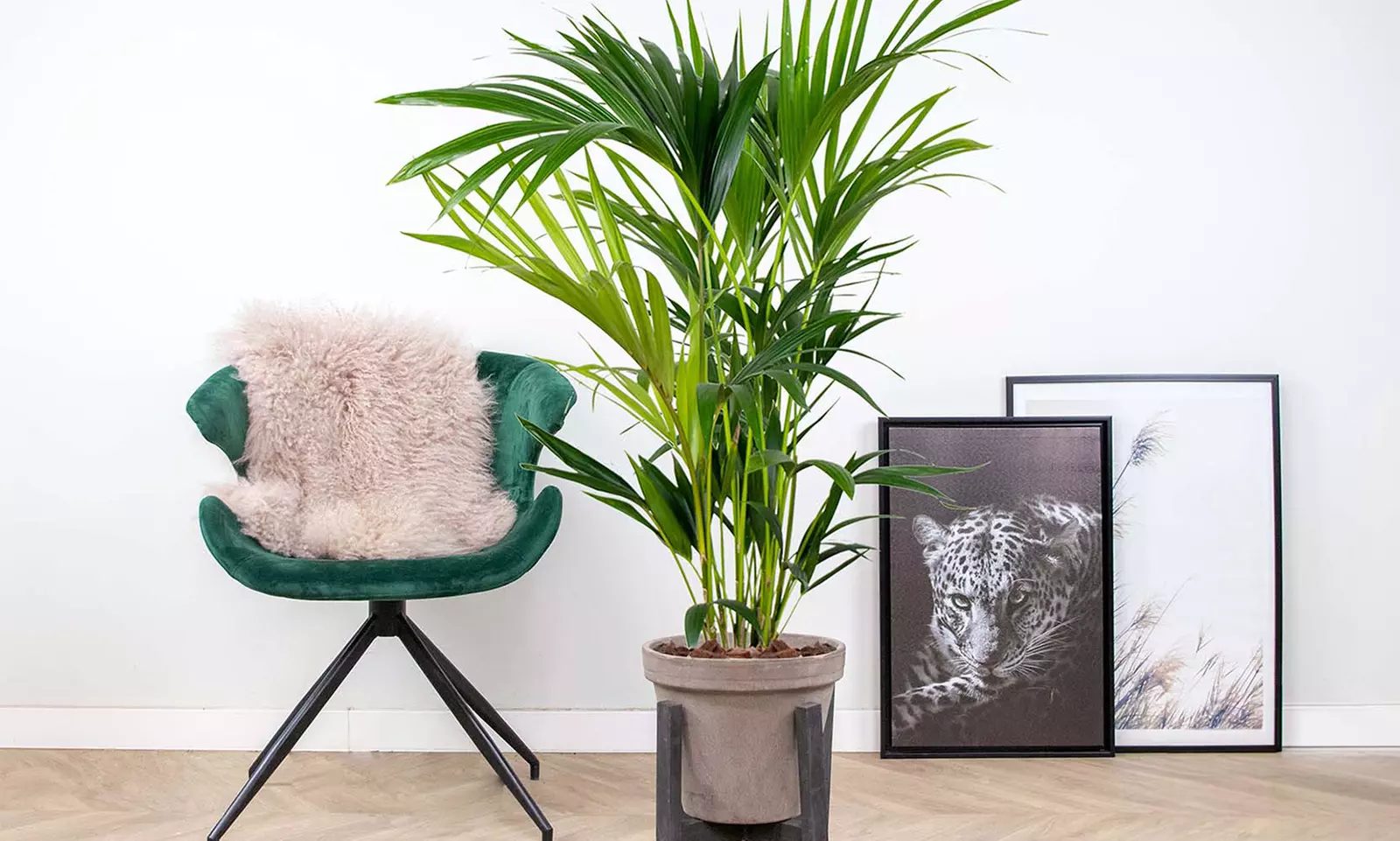 1 of 2 Kentia palmplanten