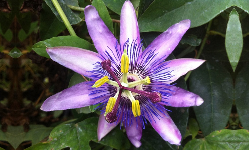 Image 4: Passion Flower Collection 3 Varieties - 1 or 3 Potted Plants
