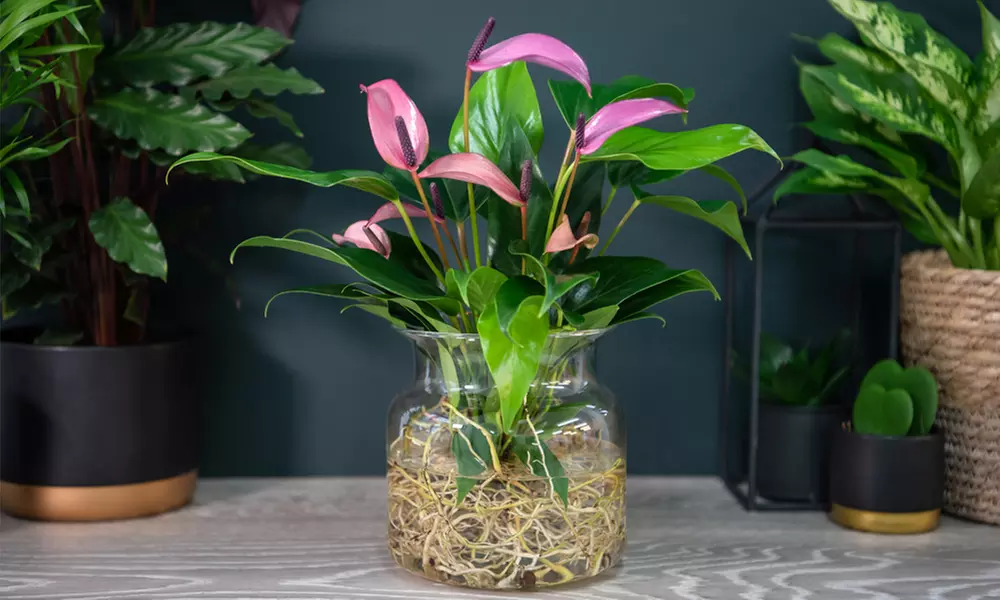 Anthurium Aqua in Sierglass Pot - Primary Image