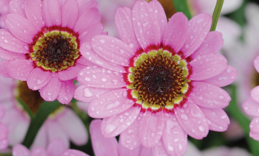 Image 1: 5, 10 or 20 Argyranthemum 'GranDaisy Pink' Plug Plants