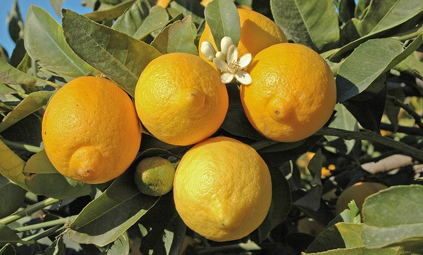 Image 3: Orange or Lemon Tree