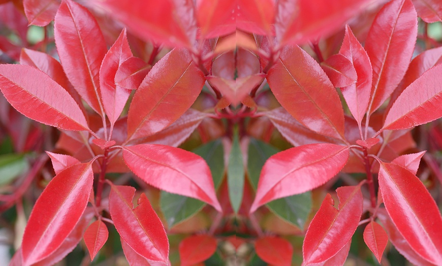 Image 4: One, Two or Three Photinia Fraseri 'Red Robin' Plants