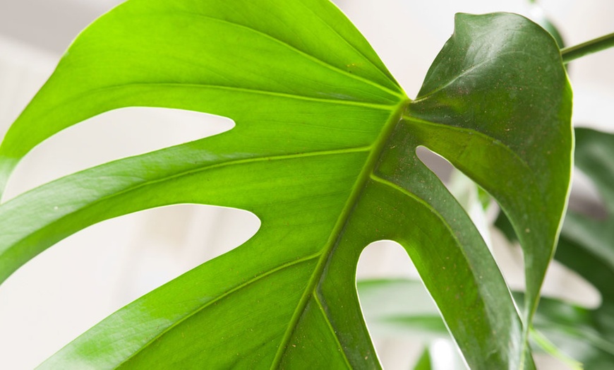 Image 2: Plante Monstera Deliciosa d'environ 1,20 mètre