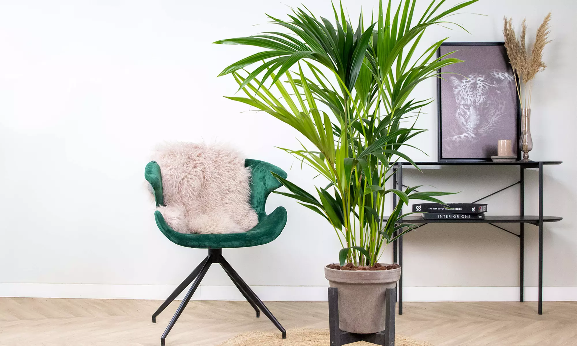 1 ou 2 palmiers Kentia d'intérieur, purificateurs d'air - Image 5