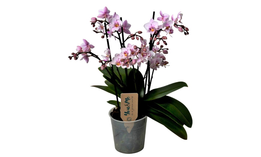 Image 6: Phalaenopsis Multiflora plant