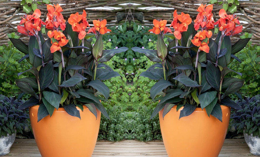 Image 1: Canna Cannova Bronze Orange or Scarlet Potted Plants