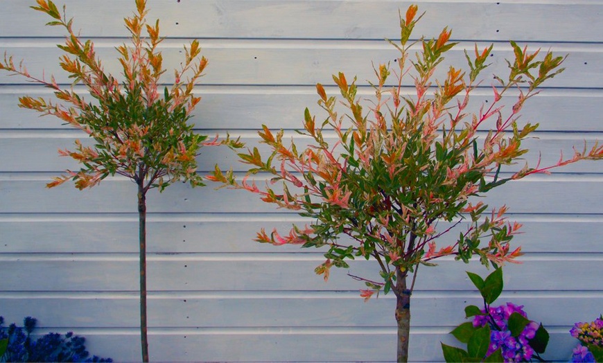 Image 4: Two Salix Flamingo Trees