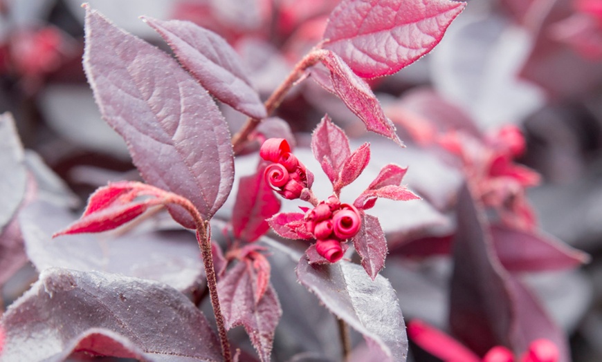 Image 4: 2er- oder 4er-Set Riemenblüten ‘Ever Red’