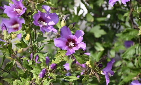 Set di 4 o 8 arbusti ornamentali OH2