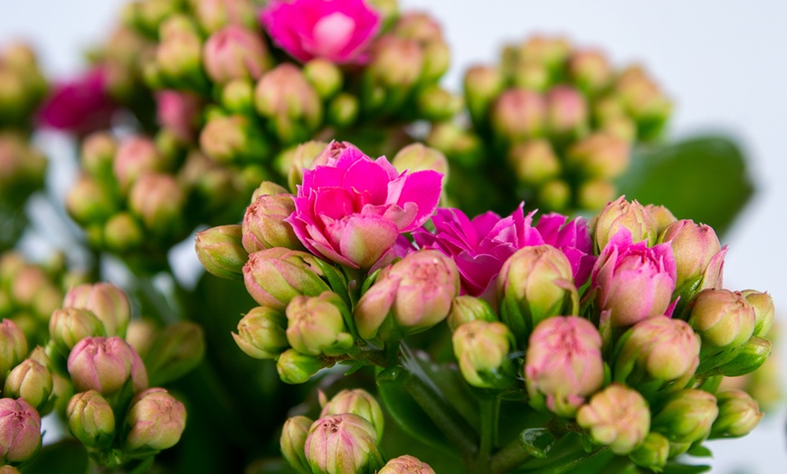 Image 6: 3x Mini-Kalanchoe-Pflanzen mit oder ohne Topf