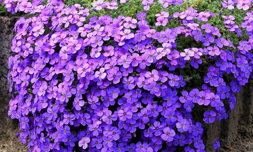 Image 1: Set van 3 of 6 'Hamburger Stadtpark' aubriètes