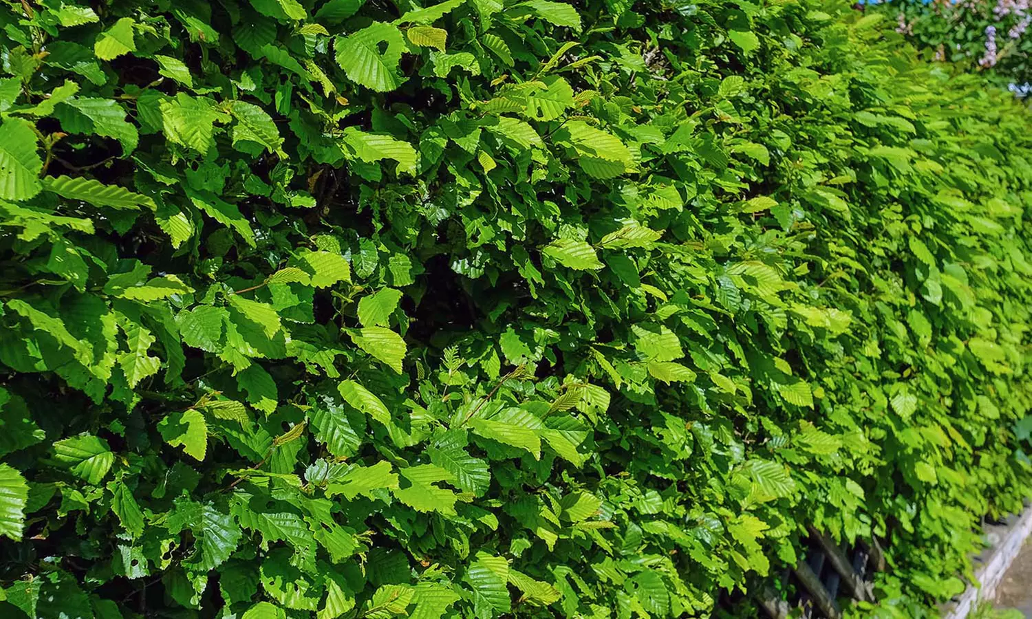 15, 30 ou 60 Charmes Commun ou Charmille - Primary Image