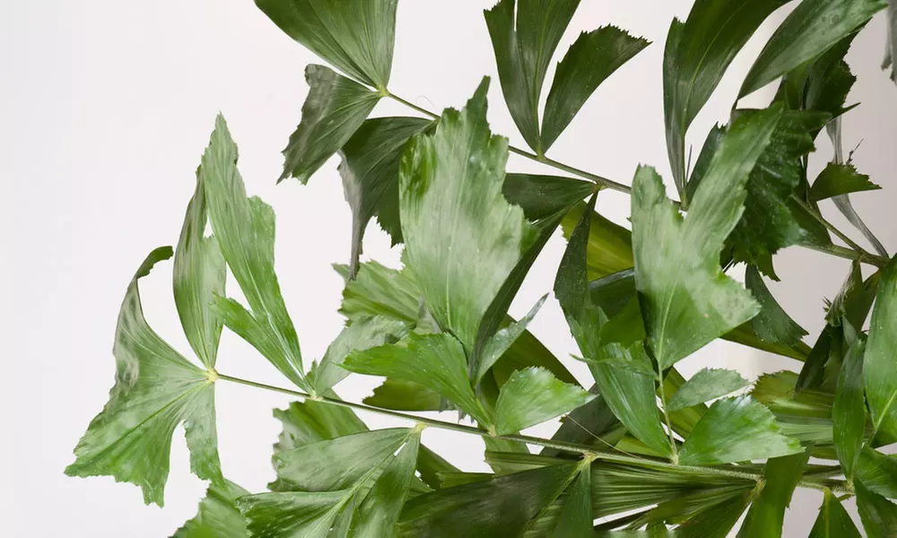 Caryota Mitis vissenstaartpalm - Image 3