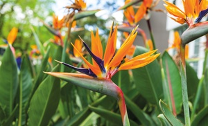 One or Two Exotic Bird of Paradise Plants with Optional Patio Pots