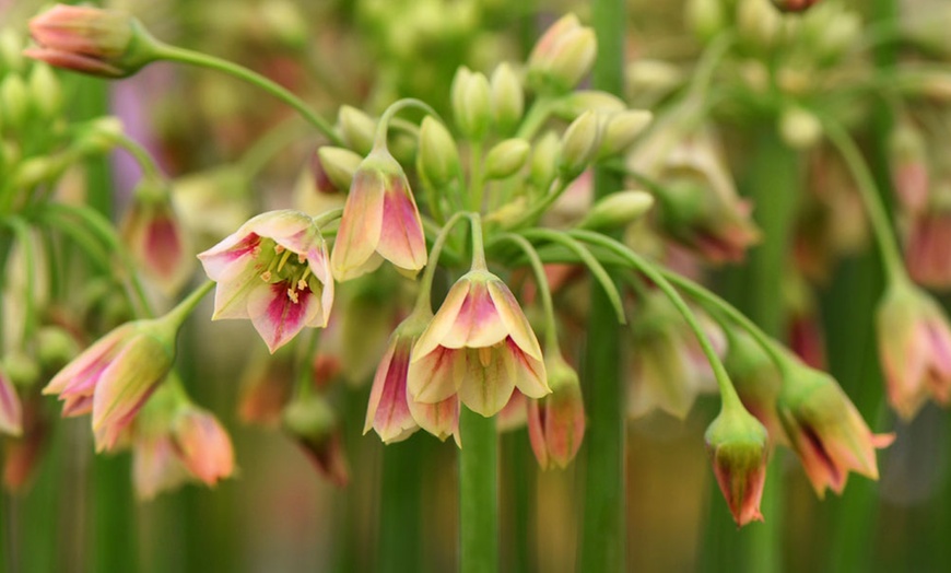 Image 4: Nectaroscordum Siculum Bulbs